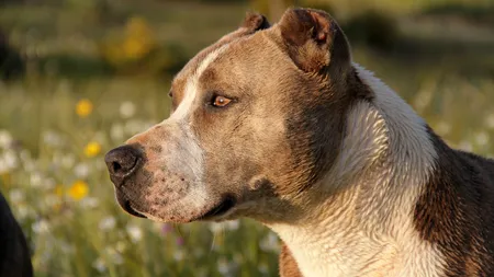 Femeie atacată de un pitbull pe o stradă din Alba Iulia. Patrupedul său, un bichon, a fost ucis. Câinele agresiv a fost prins