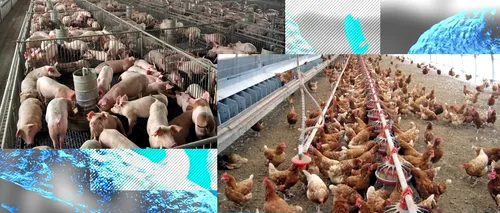 EXCLUSIV| Cât de afectată mai este România de pesta porcină africană și gripa aviară. Șeful ANSVSA: ”Când apărea într-o exploatație, se eutanasia tot”