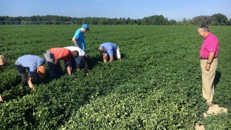 DEZVĂLUIRI. Firma lui Flutur a trimis românii să culeagă sparanghel în Germania!