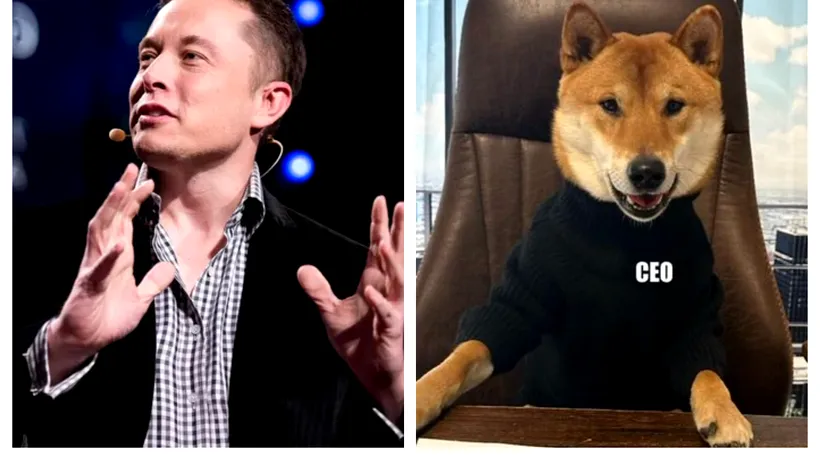 Elon Musk a ales un câine în funcția de CEO al Twitter. „Este grozav. Mult mai bun decât ultimul!”