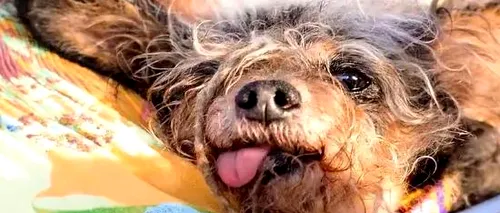 Metisul Scamp the Tramp a câștigat titlul de cel mai urât câine din lume în 2019