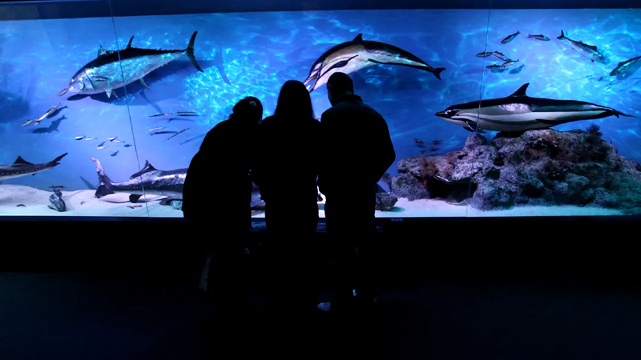 NOAPTEA MUZEELOR în București. Îmbulzeală în fața muzeelor în 