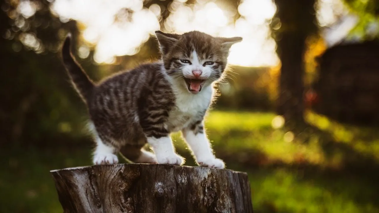 ULUITOR. Frica de COVID-19 îi face pe oameni să își abandoneze animalele de companie