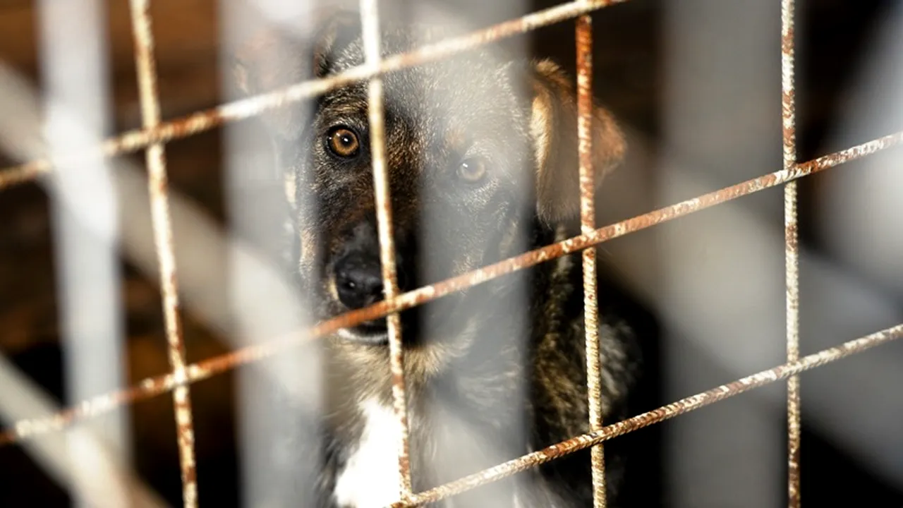 Mai mult de jumătate dintre români nu sunt de acord cu eutanasierea maidanezilor, dar nici nu se înghesuie să adopte