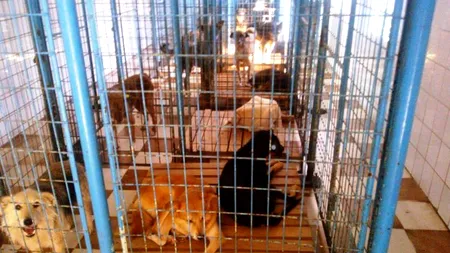 Câți maidanezi au fost adoptați în ziua în care eutanasierea a devenit legală. Reportaj în adăpostul Pallady