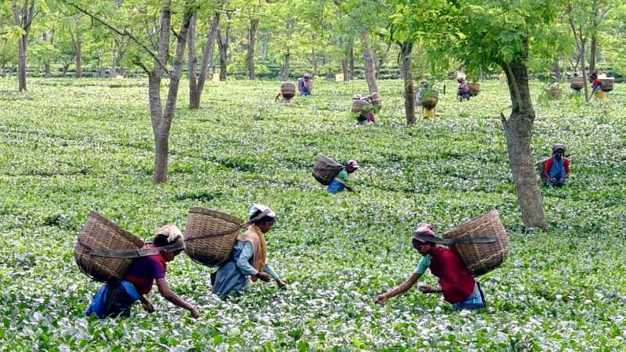 Proprietarului unei plantații de ceai din India, ucis de propriii angajați