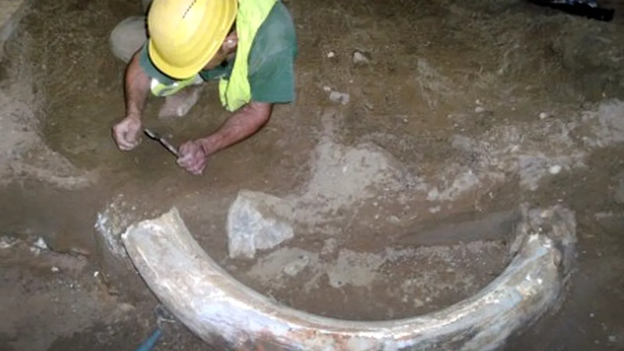 Un colț de mamut, vechi de 10.000 de ani, descoperit pe un șantier din Düsseldorf