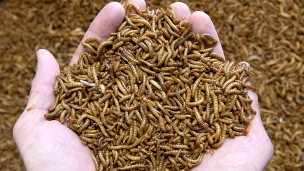 Noua delicatesă din bucătării! Larva gândacului de bălegar, autorizată ca hrană de Comisia Europeană