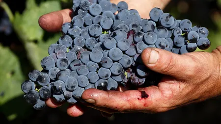 Șase beneficii ale consumului de MUST