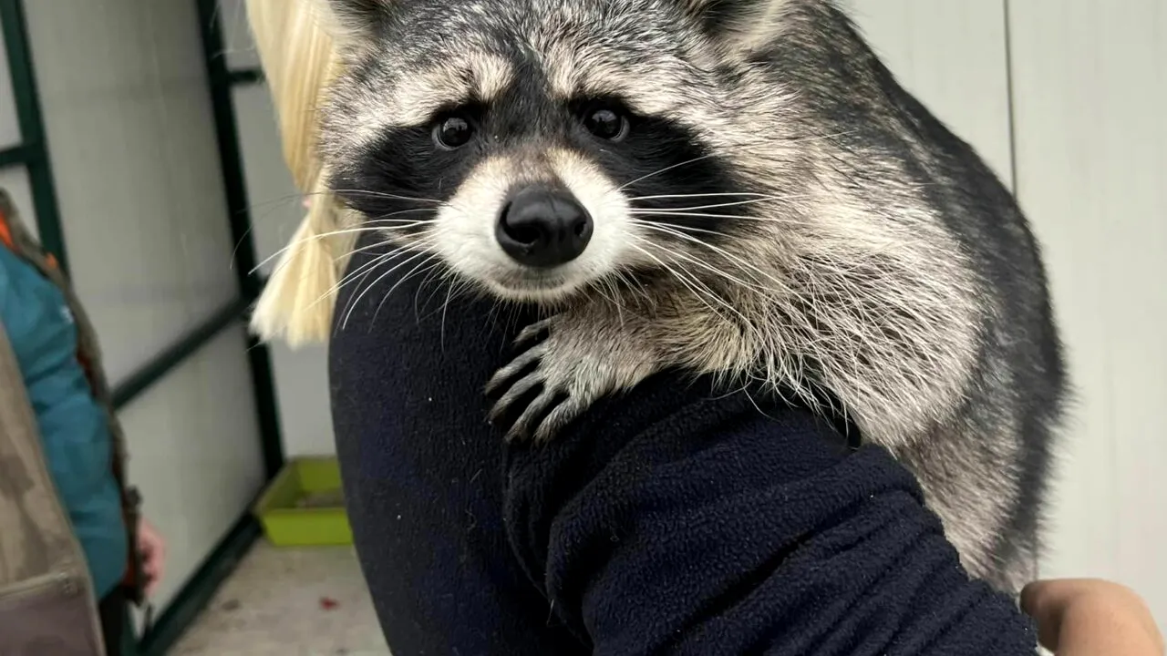 O mână de oameni și un vis. Fundația Visul Luanei a salvat mii de animale sălbatice rănite, orfane sau abandonate | VIDEO