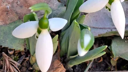 VIDEO | A venit primăvara! Au înflorit ghioceii în județul Olt