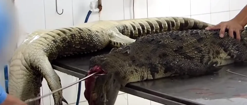 Electrocutați și jupuiți de vii: imagini șocante cu crocodilii sacrificați  pentru poșete Louis Vuitton