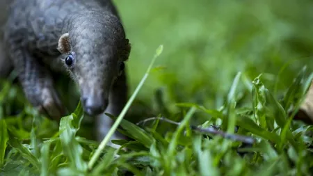 TEORIE ȘOCANTĂ. ”Noul” coronavirus există de zeci de ani printre noi. Mutațiile suferite l-au transformat într-un virus ucigaș