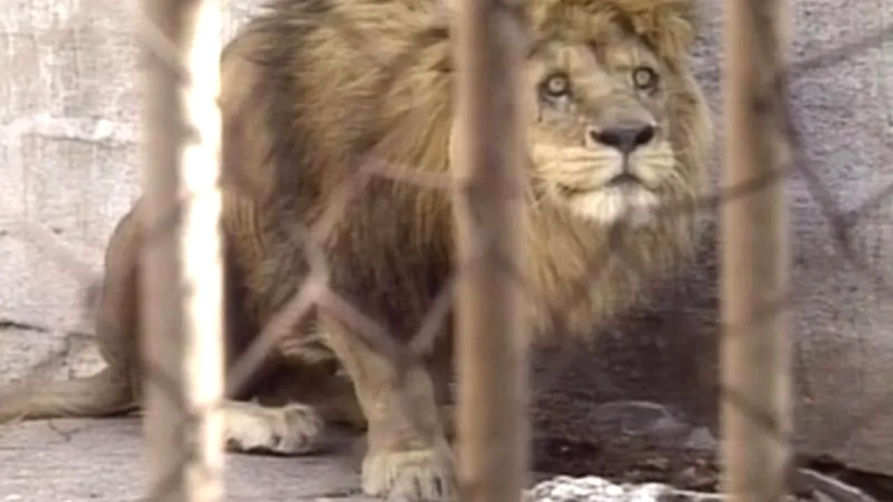 Animalele din grădinile zoologice, victime colaterale ale crizei din Ucraina. 