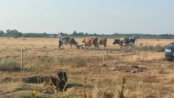 Situație dramatică în sudul României. Fermierii din Oltenia sunt nevoiți să-și ducă animalele la abator, din cauza caniculei care a făcut ravagii