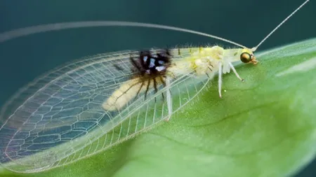 Sarcină dificilă pentru oamenii de știință după ce au văzut O NOUĂ SPECIE de insectă într-o fotografie postată pe Flickr