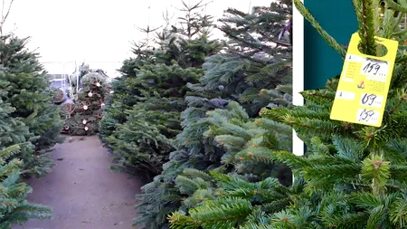 Cât costă BRAZII de Crăciun în 2024: „Prețurile sunt piperate. Negociezi ca să ajungi la o sumă cât de cât accesibilă”