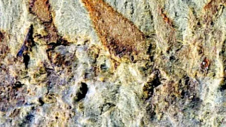 „Ce este această CREATURĂ?