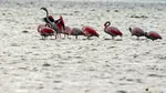 Prezență exotică în țara noastră. O colonie de păsări flamingo și-a găsit reședința pe Lacul Techirghiol din Constanța