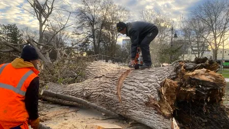 Primăria Constanța a anunțat BILANȚUL celor două zile cu vânt puternic: copaci doborâți, stălpi căzuți și mașini distruse