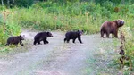 Cei trei pui orfani ai URSOAICEI împușcate, căutați de autorități, pentru relocare în sanctuar. Ministrul Mediului: „Am primit acum o oră înștiințare”