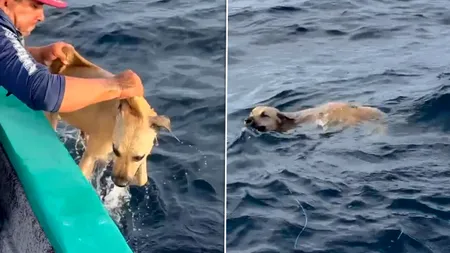 Un câine a fost salvat de pescari din mijlocul oceanului, după ce a înotat aproape o milă