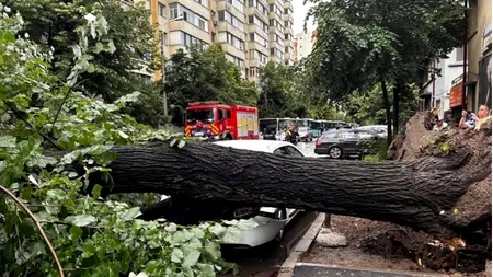 Copacii din București cad secerați la fiecare furtună de sezon. Mașinile nu sunt în siguranță în nici o parcare publică