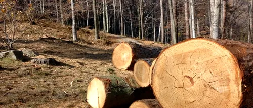 Polițiștii au confiscat 2.400 de metri cubi de lemn în urma unor controale pentru defrișărilor ilegale. Câtă pădure mai are România