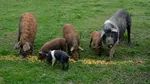 Românii care cresc porci de reproducție din rasele Bazna și Mangaliția pot primi bani de la stat. Ce prevede noua schemă de ajutor