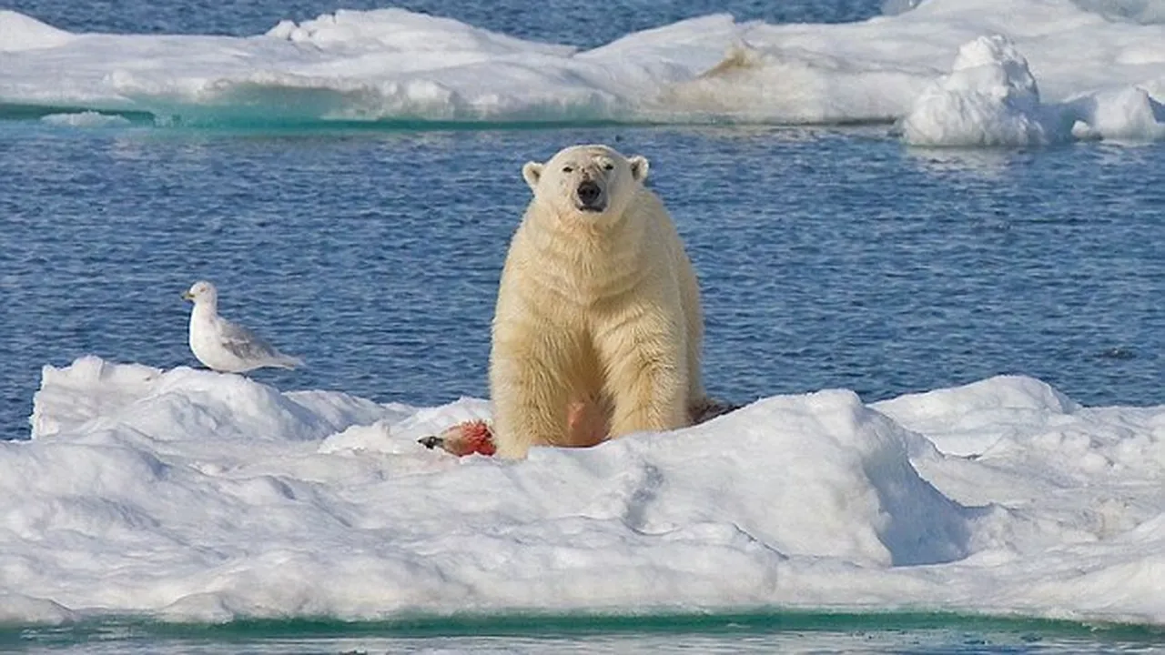 Peisajele Oceanului Arctic și ale Antarcticii, reconstituite în Pasajul Universității din Capitală