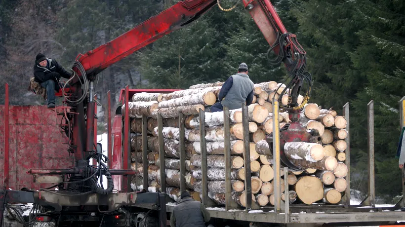 ORDONANȚA MILITARĂ NR. 7 | Ce măsuri prevede împotriva hoților de lemne