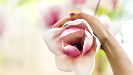 Ce trebuie să faci ca magnolia să ÎNFLOREASCĂ din nou, după ce i-au căzut petalele