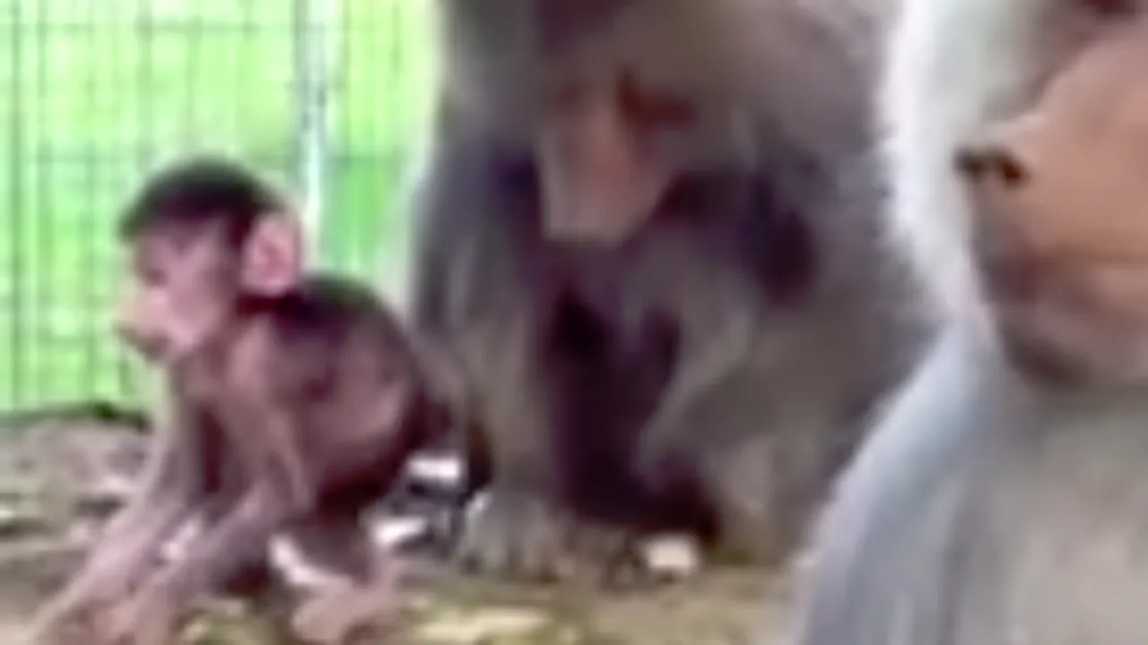 Provocare pe Facebook: Ce nume i-ai da puiului de babuin de la Grădina Zoologică Hunedoara - VIDEO