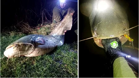 Un „monstru” de peste 2 metri a fost scos de un pescar din râul Târnava Mare. Bătălia cu somnul uriaș a durat zeci de minute