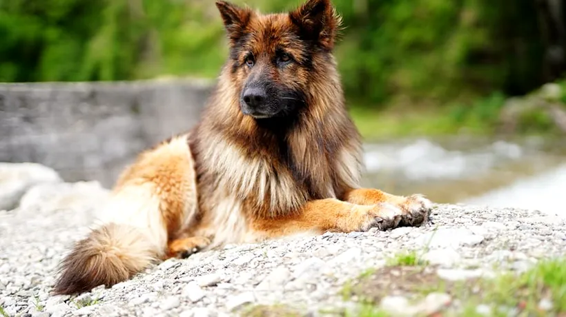 A murit Haiduc, câinele care a salvat viața mai multor oameni prinși de avalanșe: „Era cel mai frumos și deștept”
