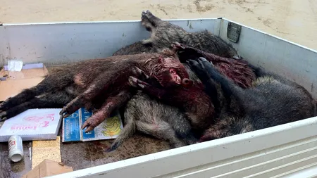 Pesta porcina africană se extinde. Trei focare noi în Insula Mare a Brăilei. Peste 3.000 de porci au fost sacrificați