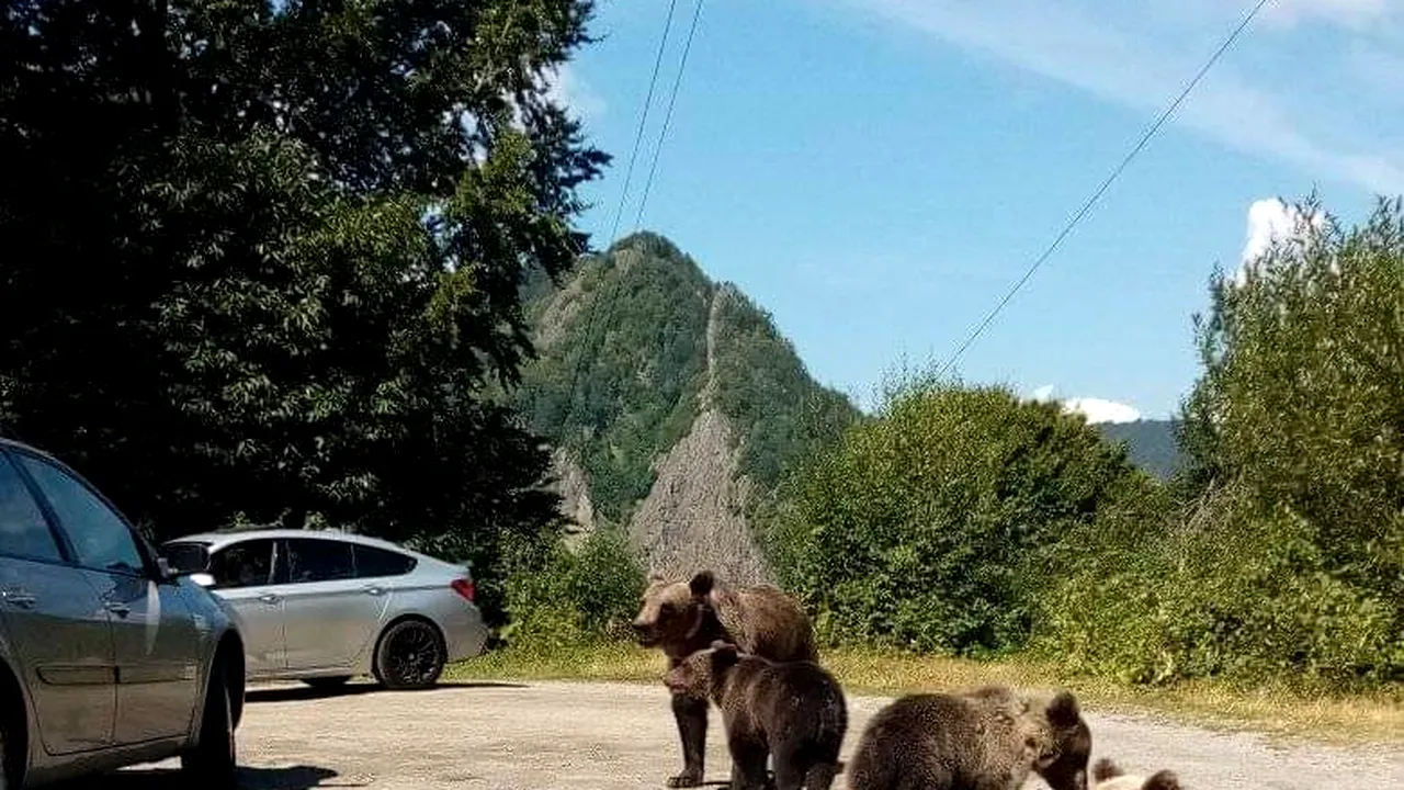 Șofer din București, amendat pentru că hrănea urșii. Bărbatul se afla în zona Barajului Vidraru și le dădea mâncare animalelor direct din autoturism