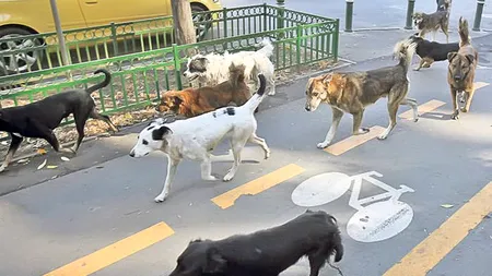 Procurorul care investighează cazul copilului ucis de câini a dispus ridicarea imaginilor surprinse de camerele de supraveghere din Parcul Tei 