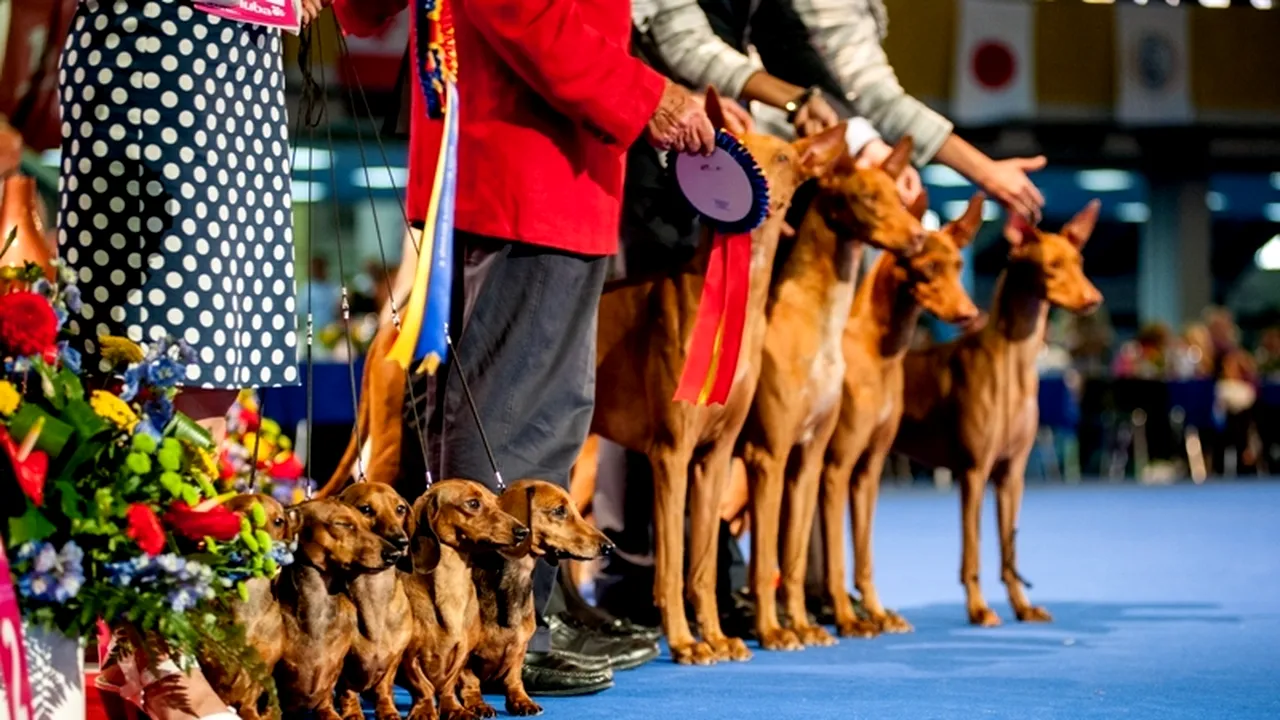 Un an din viața unui câine reprezintă șapte ani din viața unui om- UN MIT. Cum se calculează vârsta reală a câinilor