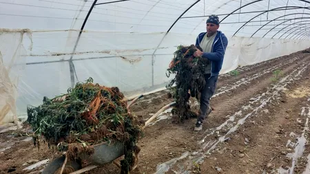 FOTO | Culturile de roșii au înghețat din cauza valului de frig. Fermierii solicită ajutorul Ministerului Agriculturii