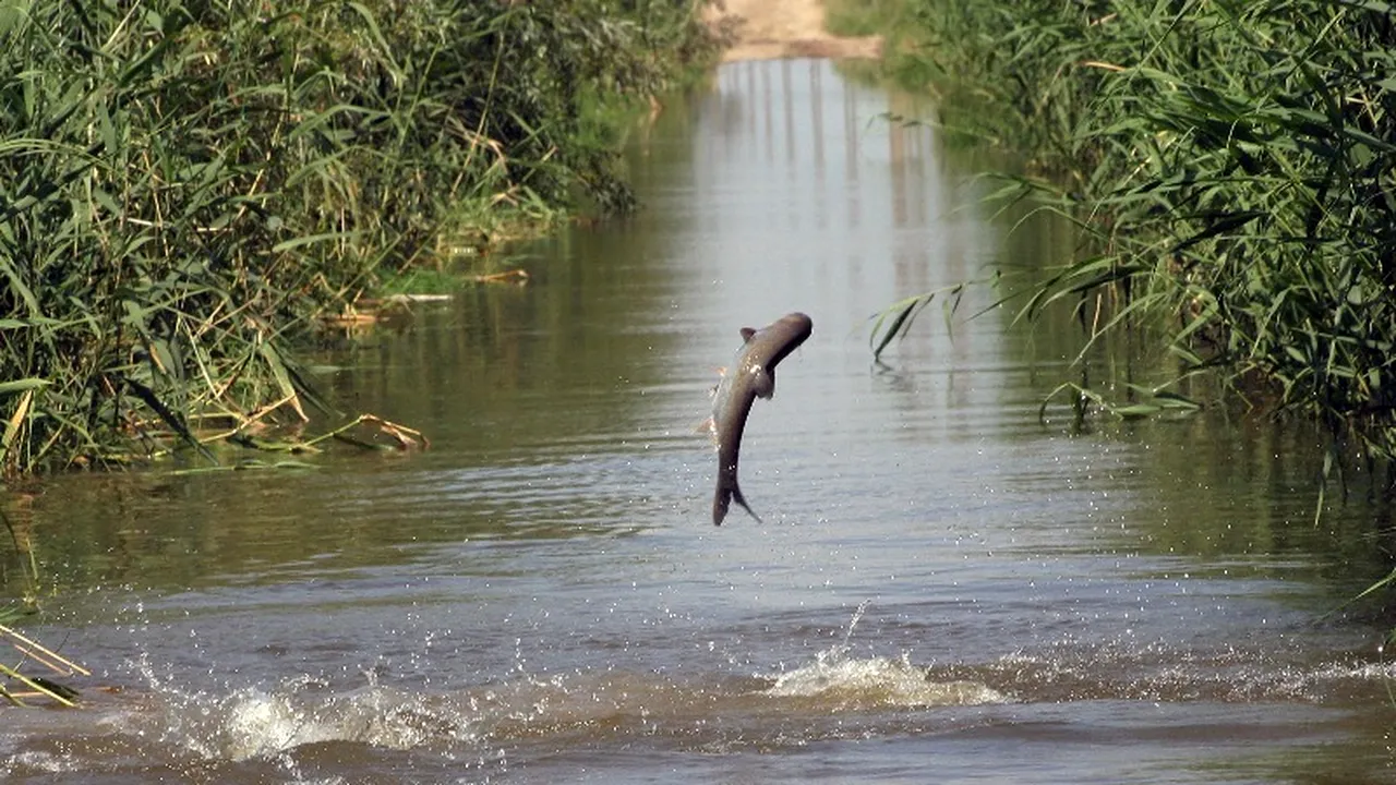 EFECTELE CANICULEI: Aproape cinci tone de pește mort la o fermă piscicolă din Brăila