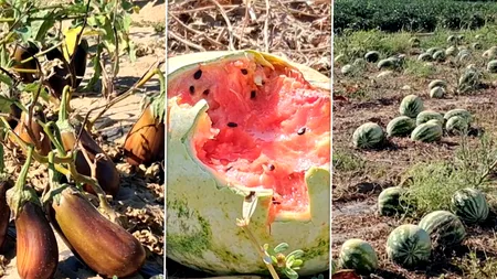 Imagini dezastruoase în Sahara Olteniei. Culturile de pepeni verzi și galbeni se strică pe câmpuri