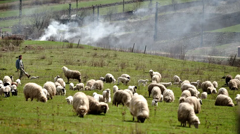 Crimă între ciobani, la o stână din Broșteni. De la ce a pornit conflictul

