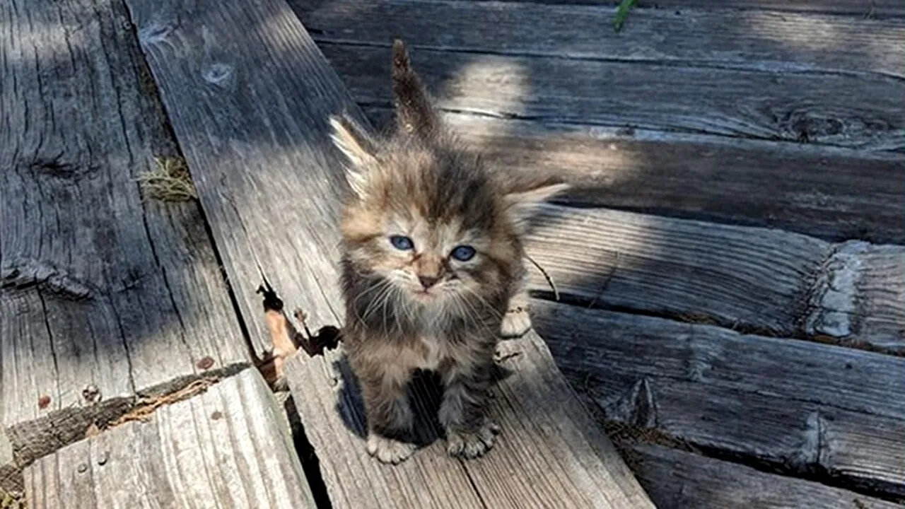 ILUZIE OPTICĂ virală | Câte pisici sunt în această imagine, de fapt?