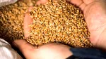Polonia refuză să ridice interdicția asupra cerealelor ucrainene pentru a nu-și afecta propriii fermieri. Ce face, în schimb, România