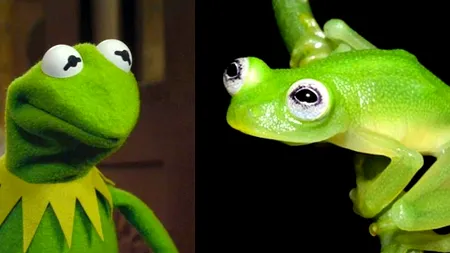 Cercetătorii au descoperit că personajul Kermit din „Muppets