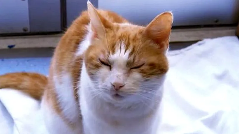VIDEO: Cum să îți înțelegi mai bine pisica. Cei mai mulți dintre stăpâni nu înțeleg ce reprezintă aceste gesturi