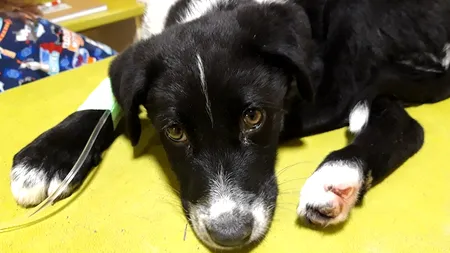 #cugandullaanimale. Un câine a fost târât după mașină și aruncat la tomberon: „Te simți mai bărbat că ai chinuit un suflet mic?