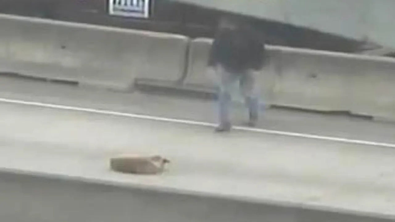 Operațiunea de salvare spectaculoasa. Și-a riscat propria viață ca să salveze un câine rănit pe șosea - VIDEO