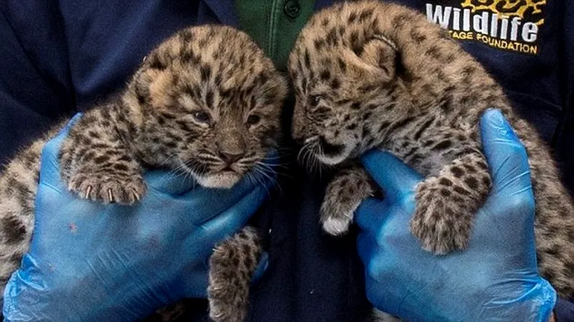 GALERIE FOTO: Doi leoparzi amur, cea mai rară specie de feline mari din lume, s-au născut în captivitate